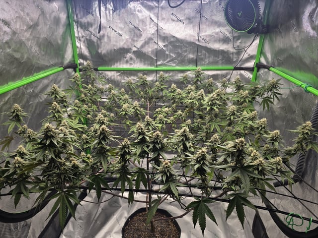CLONES — flower, day 96