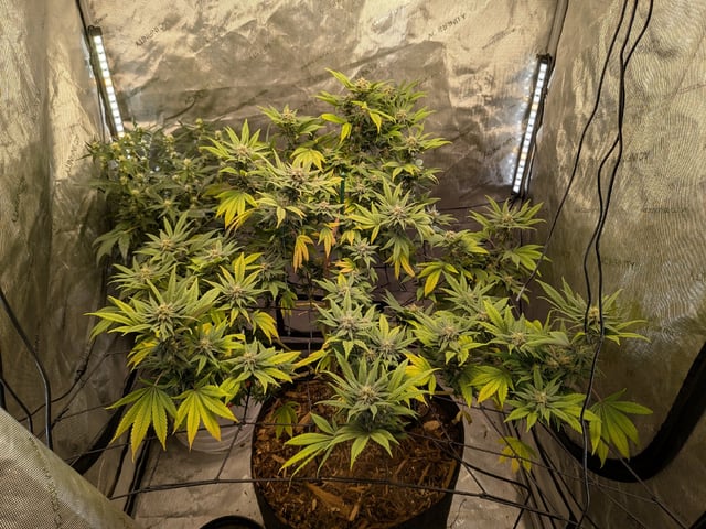 White Widow? — flower, day 53