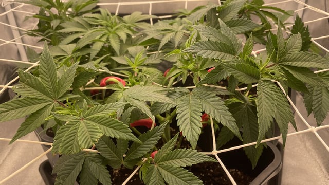 ❄️💚❄️WinterGrow❄️💚❄️ — vegetative, day 48