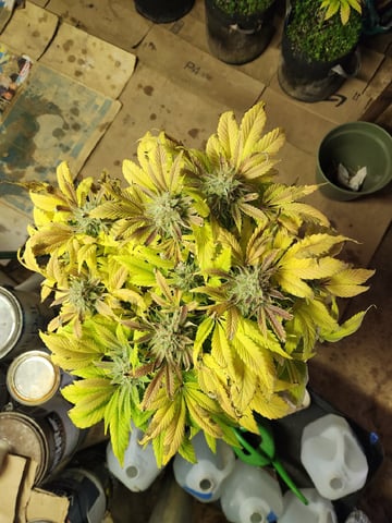 Mephisto's Flava Flav (Grape Crush x Guava Fig) — harvest, day 85