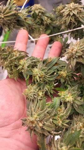 1st grow indoors(cardboard box to 2x2x4 to 5x5x6) — flower, day 139