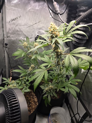 Durban Poison — flower, day 86