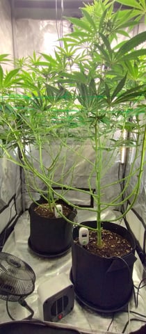 Skunk #1 — flower, day 94