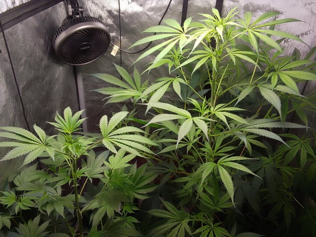 blue dream bag seed — dead, day 66