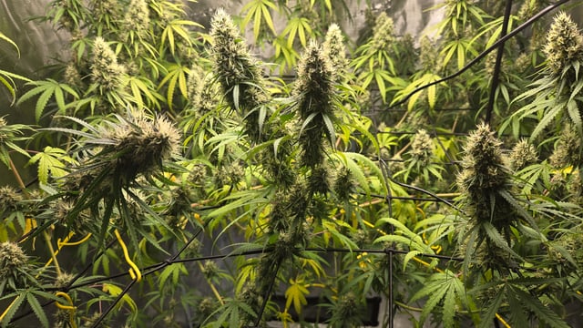 Big Momma Blue Dream  — flower, day 41