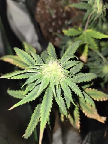first indoor autoflower — flower, day 35