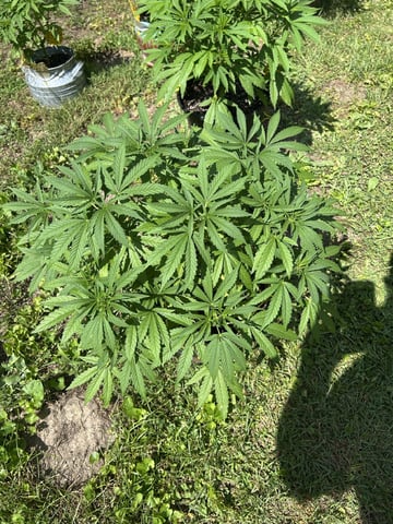 2026 Outdoor — vegetative, day 64