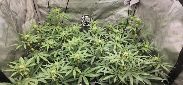 First clones (Dr nefario)  — flower, day 45