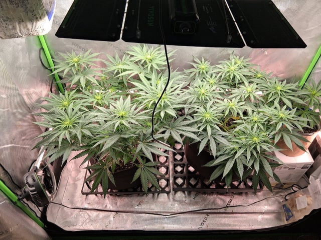 fruity pebbles, cap junky — flower, day 71