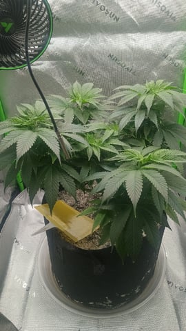 Critical Purple Kush — flower, day 82