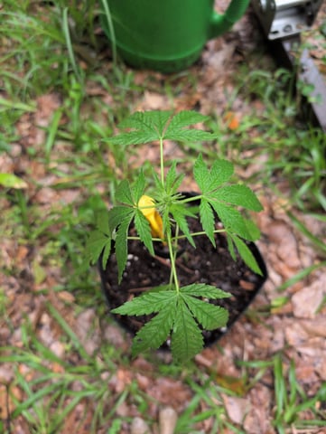 Country Boy — vegetative, day 27