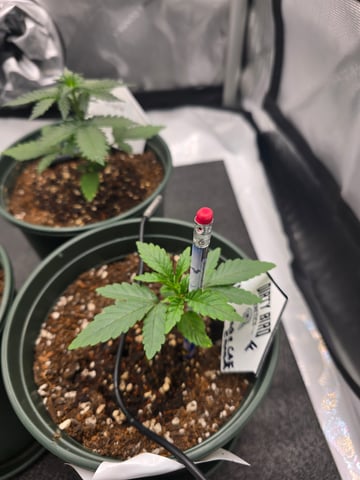 Dirty Bird - Thousand Island Fem & Platinum Kush Breath Remix x Grape Cakehead Fem Photo  — vegetative, day 10