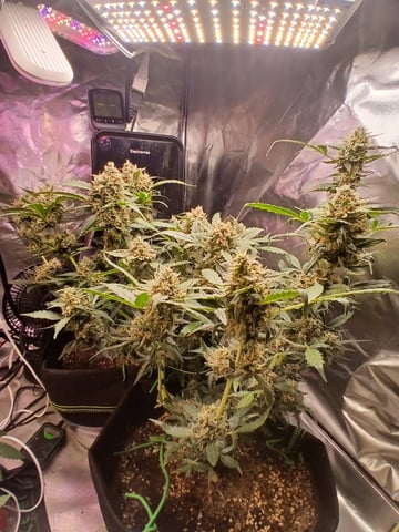 5 — flower, day 37