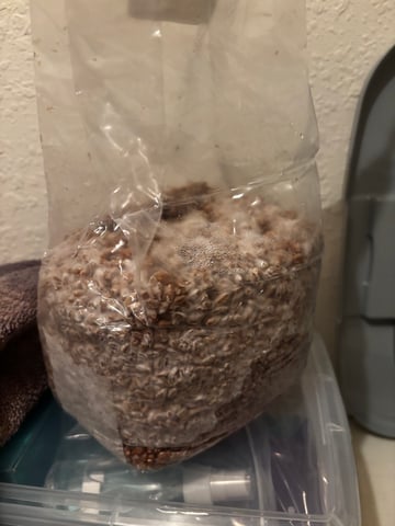second 🍄‍🟫 grow — seedling_rooting, day 12
