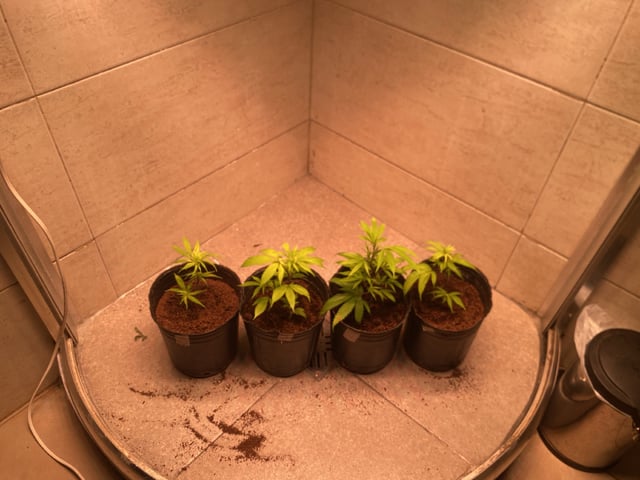 75x60  x 4 Gens — vegetative, day 8