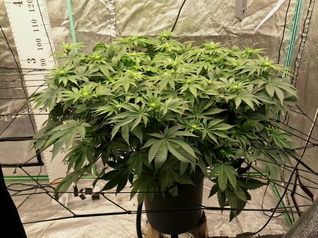 Blackberry Kush — flower, day 78