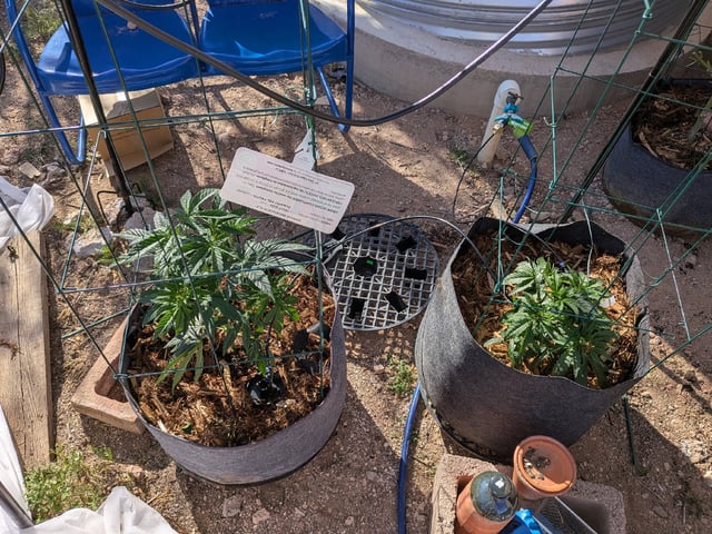 Grow Tent Starts — vegetative, day 51