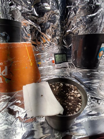 1st Grow - ROYAL MOBY (indoor)(photop.) — seedling_rooting, day 5