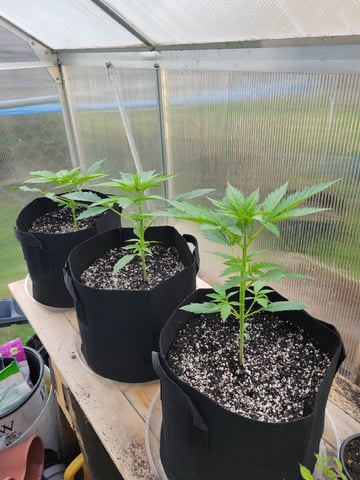Watermelon Auto — vegetative, day 25