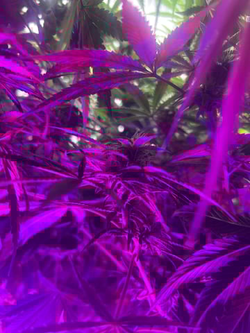 zunami s1 grounded genetics  — flower, day 66