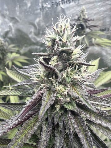 Oreo_BMG#2 — flower, day 13
