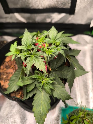 Mimosa Orange Punch Project — vegetative, day 22