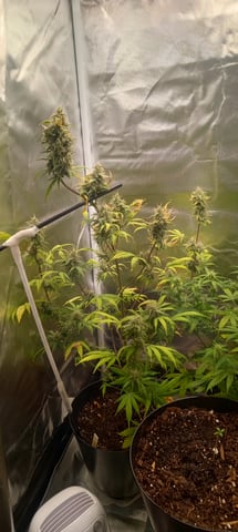 frst grow tent grow — auto, day 70