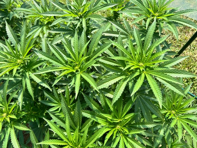 Hindu Kush — flower, day 16