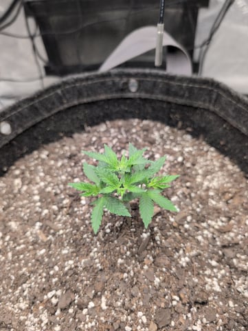Girl Scout Cookies — vegetative, day 36