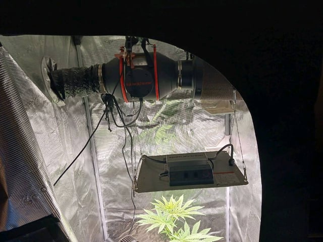 4th grow  — flower, day 163