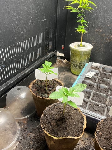 Special Queen 1  — vegetative, day 23