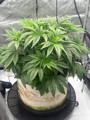 tropickle — vegetative, day 29