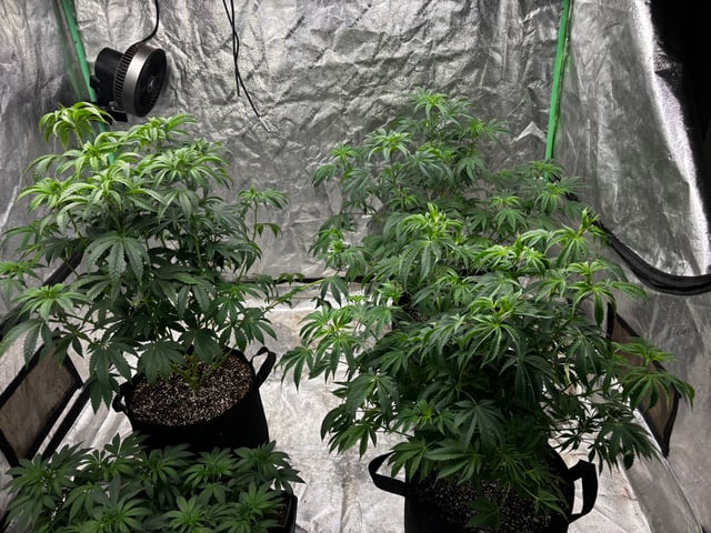Outdoor Grow — vegetative, day 66