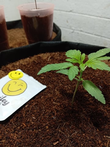 Strawberry Banana Auto  — vegetative, day 41