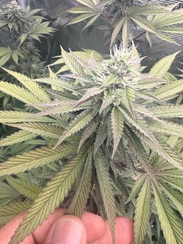 Oreo_BMG#2 — flower, day 5