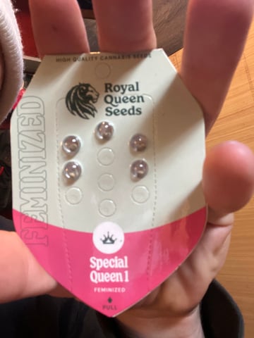 Special Queen 1  — grow_setup, day 2