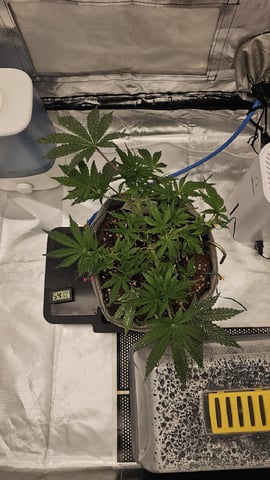 Jelousy Fast(Photo) & Ultra Voilet (Auto) — vegetative, day 6