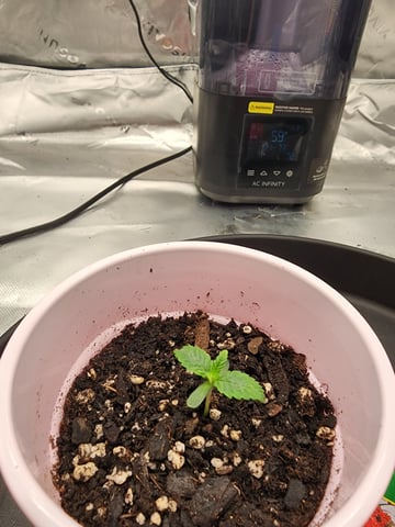 trap n pink — seedling_rooting, day 6