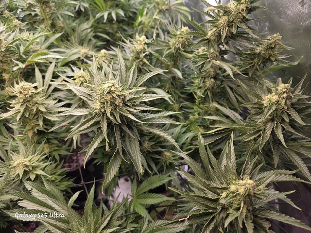 Hazy Daze — flower, day 91