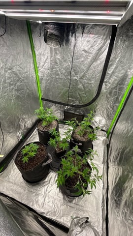 Clones GodFather OG Clones — vegetative, day 41