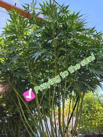 Sour Headies/OGBX1 — flower, day 108