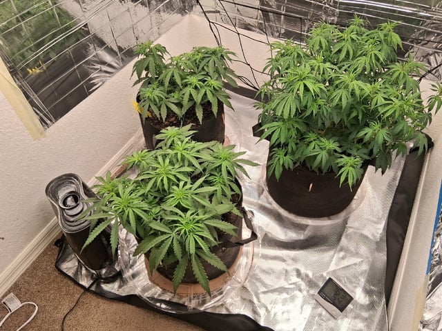 Seedman mix auto & seedman mix auto & GodFather OG — grow_setup, day 50