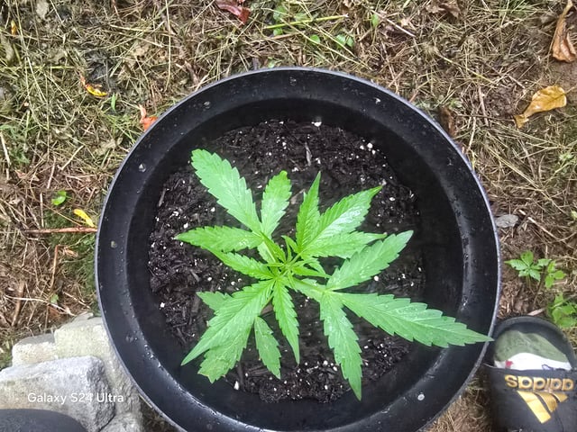 1st Grow — vegetative, day 22