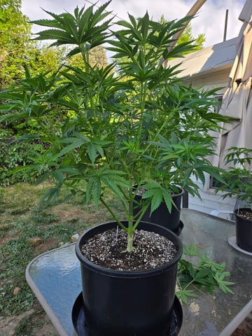 Banana Kush / Durban Poison / C99-Riddle OG — flower, day 43