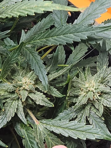 Mango Runtz — flower, day 72