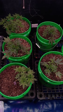 Third Grow — vegetative, day 41