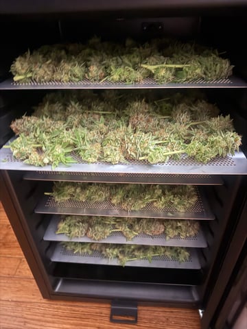 Another hard start! — harvest, day 105