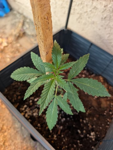 Galicane Fem — vegetative, day 32