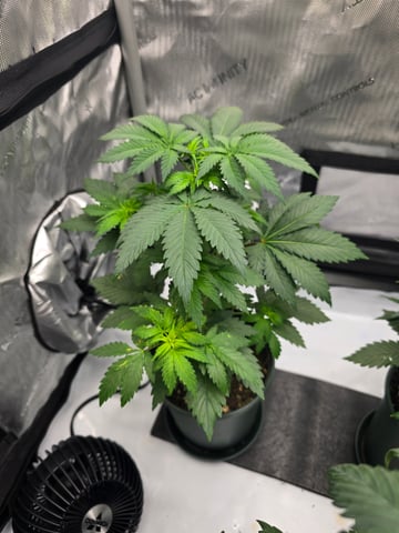 Homegrown - 🍒 🥧 & GSC Auto, 🚀 Seeds 🍌 Buttercups  — flower, day 36