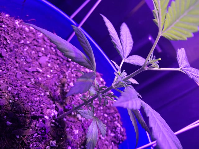 5 Random Seeds in a pot I found in my grinder. — vegetative, day 16